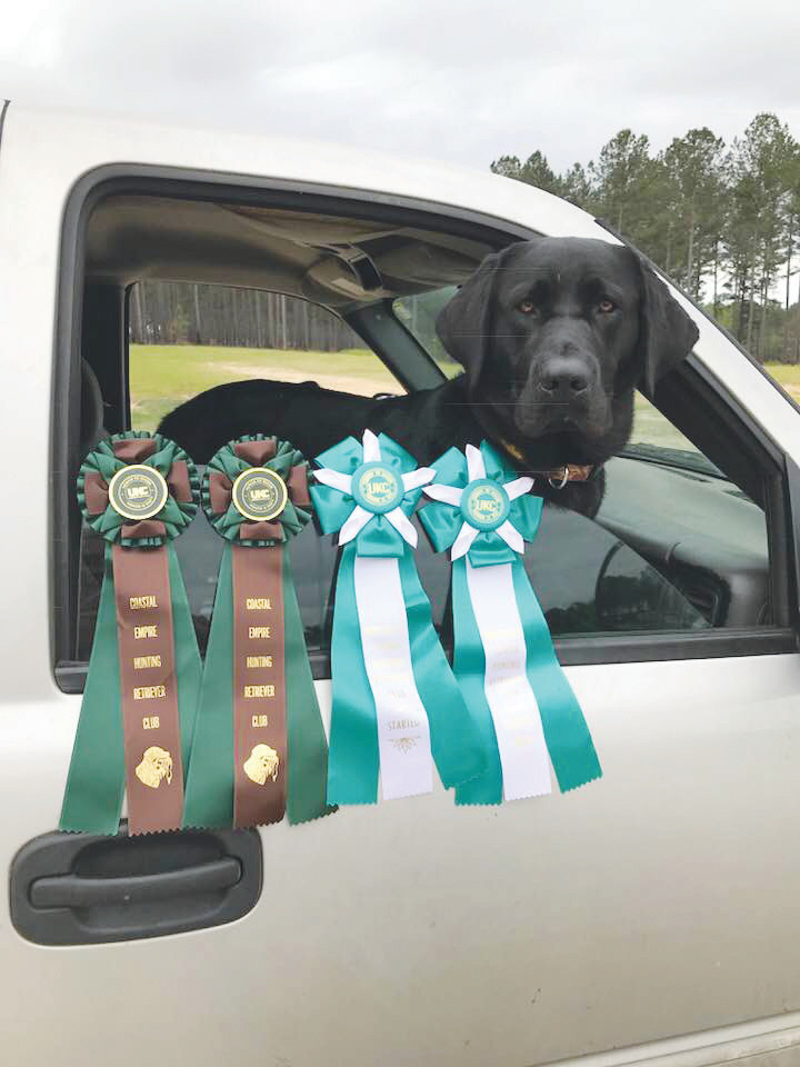 Maximus Aurelis “Max” Davis shows off his four ribbons after earning his first hunting test title with four perfect scores in two days of action in Hilliard and in Twin Lakes, Ga.